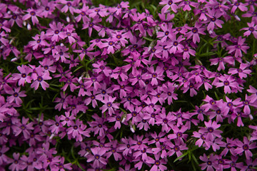Obraz premium Creeping Phlox