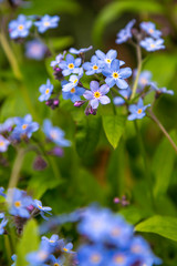 Forget-me-not