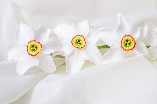 A piece of delicate flowers on a white background. Flowers in a high key. Stock image