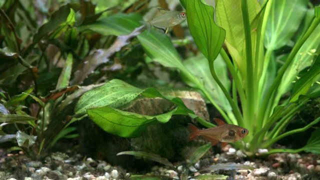 Freshwater aquarium with fish that swim on the background of green plants Echinodorus and Cryptocoryne. Underwater macro nature nature, rest and relaxation concept. Shallow depth of field