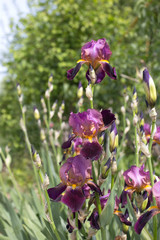 Blooming purple irises flowers in the garden on sunny day, vertical orientation