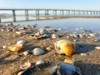 Pectinidae. Djemete. A warm summer morning on the coast of the Black sea. Anapa, Krasnodar region.