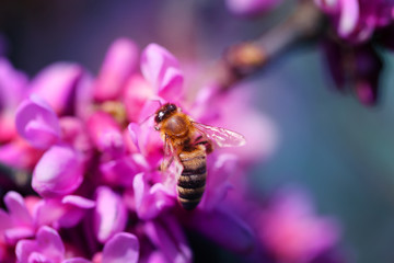 Photo of spring pink buds with bees
