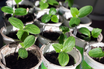 young growth of cucumber sprouts in pot. Selective focus.