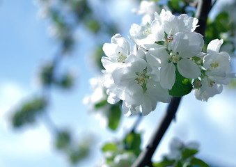Apple trees are blooming. Petals white against blue sky.