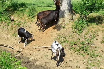 Cows drinking and grazing by the River Mole in Horley, Surrey.