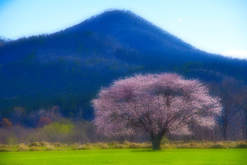 Obraz na płótnie Canvas 晴天の下の草地の一本の桜。北海道、日本。