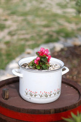 Flowers planted in a vintage pot. Scene from picturesque rustic garden. Selective focus.