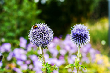 Bumblebee on echinops