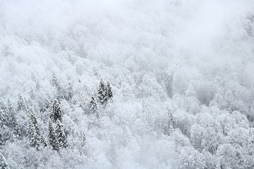 forest