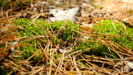 Macro image of green moss and pine tree needles in forest. Natural background
