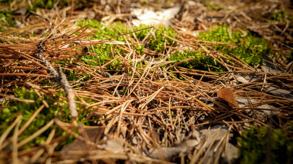 Closeup image of dry pine tree needles and moss lying on ground in forest