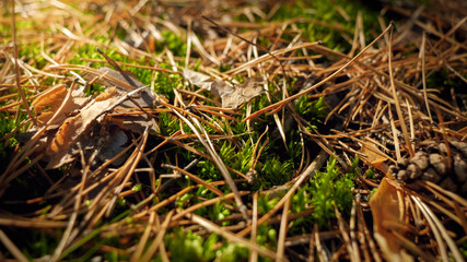 Closeup image of forest ground covered with moss, leaves and sticks