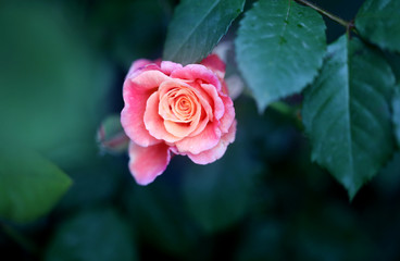 Beautiful photo of a rose in a summer garden