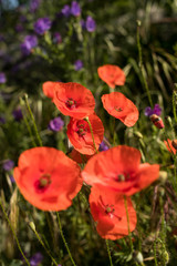 Close up macro of bright red poppies and lilac flowers. Colorful bokeh background.
