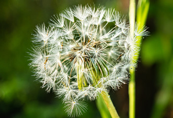 Pusteblume
