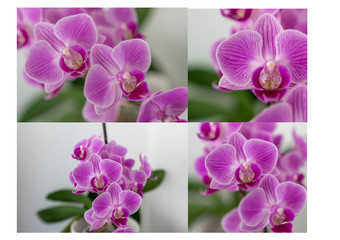 Viele Orchideen auf Bild
