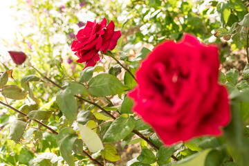Close up macro of colorful opened red rose. Colorful bokeh background.