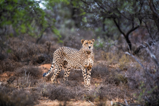 Radio collared male cheetah