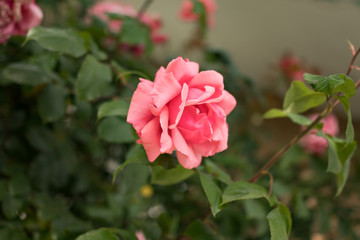 Close up macro of colorful pink rose. Colorful bokeh background.
