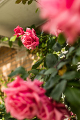 Close up macro of colorful pink rose. Colorful bokeh background.