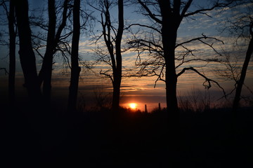 setting sun among autumn oaks