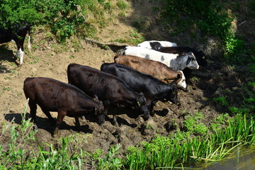 Cows drinking and grazing by the River Mole in Horley, Surrey.