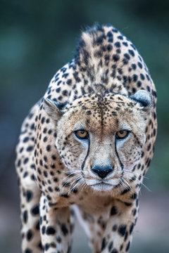 Stalking male cheetah