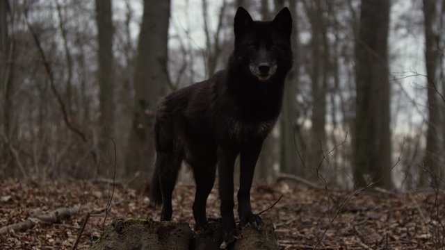 Schwarzer Wolf Z&auml;hne fletschend im Wald in Slow Motion gefilmt mit RED Scarlet-W