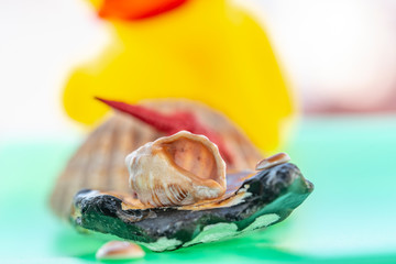  Joyful and summery set of seashells on a diffuse and colorful background that evokes the tranquility and serenity of the environment from which they come 