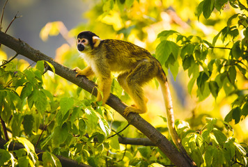 Obraz premium Black-capped squirrel monkey on a tree in Stubenberg tierpark