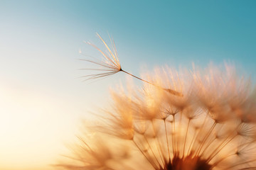 Dandelion seed came off the flower. Beautiful colors of the setting sun. Copyspace. The concept of...