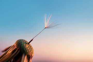 One dandelion seed on a flower against the sky at sunset. The concept of loneliness, single, metaphor alone with oneself. Copyspace. Detailed macro photo.