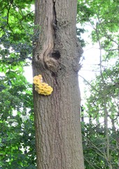 Yellow tree fungus attached to a tree trunk in the UK