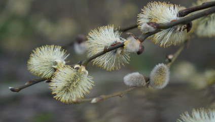 willow catkins in spring