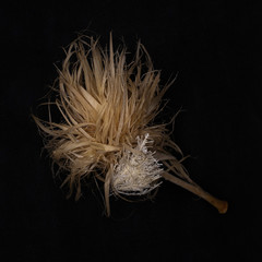 Sea Creature on black background