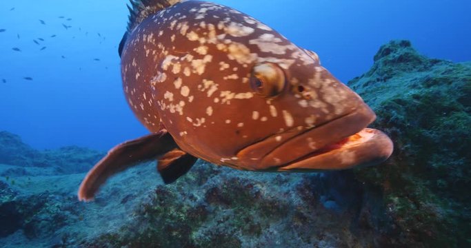 big grouper swim close with a big remora pilot fish swim together underwater goliath dusky grouper ocean scenery