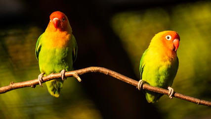 Two Beautiful parrots, Sun Conure on tree branch.