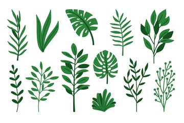 Palm green leaves vectors on white. Monstera and palms leaf set isolated colored images, madagascar nature tropical plants