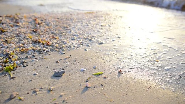 closeup footage of sea waves wahing off seashells and seaweed on the golden sand at beach. Sunset. 
Sunrise on the Persian Gulf. View of the waves in the Arab country. Golden hour