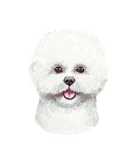 Watercolor illustration of a funny dog. Popular dog breed. Dog Bichon Frise. Hand made character isolated on white