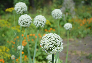 Obraz premium Onion bolting with white bee flowers, onion blooming heads on the vegetable garden in summer.
