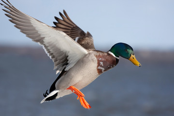 Male mallard duck Anas platyrhynchos drake in flight against a blue winter sky in Canada - obrazy, fototapety, plakaty