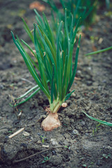 Obraz premium Close up of growing onion in garden. Blooming onion in ground. Concept of space for your text.