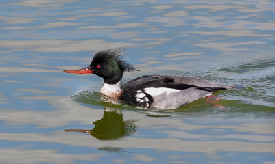 Common merganser male swimming in pond in Ottawa, Canada