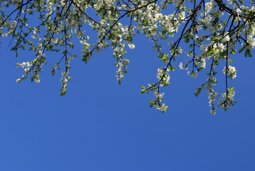 Branches of a plum tree with white flowers and young leaves against the blue sky. Beautiful spring background