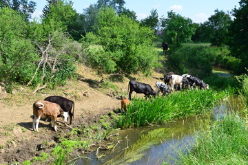 Fototapeta premium Cows drinking and grazing by the River Mole in Horley, Surrey.