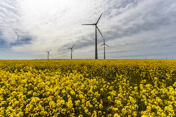 Wind turbines in the yellow rapeseed fields. Ecology environmental background.Green renewable energy concept.