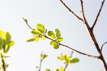 Frühling Knospen Blatt