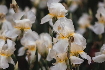 A bed of flowers. White irises.